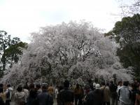 六義園 しだれ桜