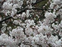 六義園 桜