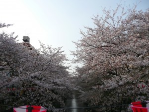 目黒川 桜