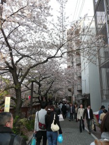 目黒川 桜