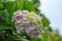 船行公園 紫陽花