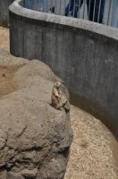 江戸川区自然動物園 プレーリードック
