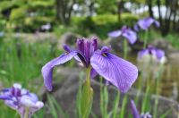 船行公園 花菖蒲